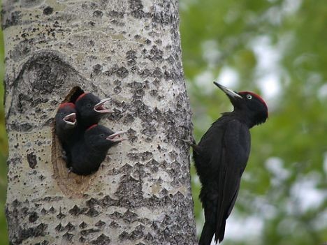 Superbes images d'oiseaux