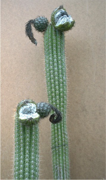 Fleurs de Cactus