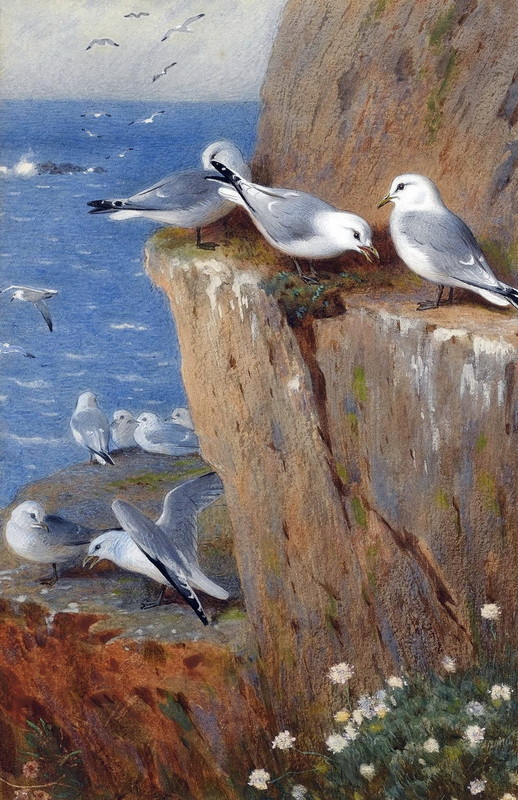 Superbes peintures d'oiseaux