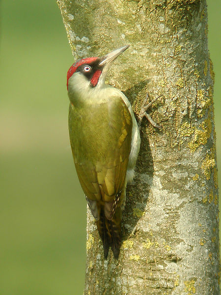 Superbes images d'oiseaux