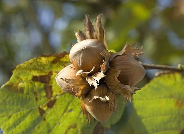 Couleurs et parfums d'Automne