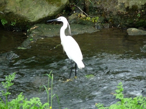 Superbes images d'oiseaux