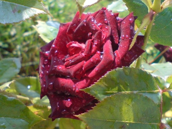 Jolies roses