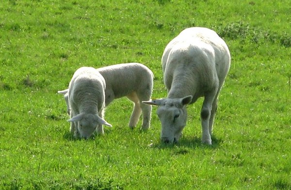 Belle famille