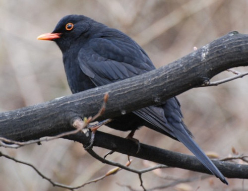 Superbes images d'oiseaux