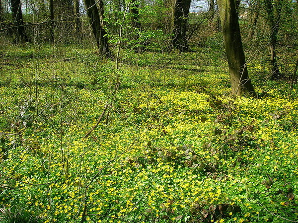 Sous bois au printemps