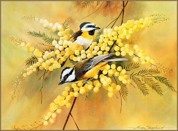 Superbes peintures d'oiseaux