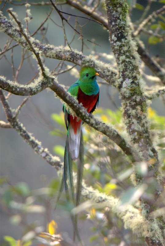 Superbes images d'oiseaux