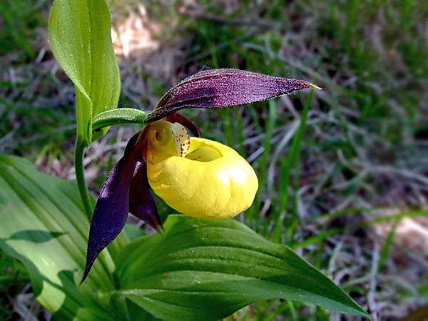 Fleurs d' Orchidées