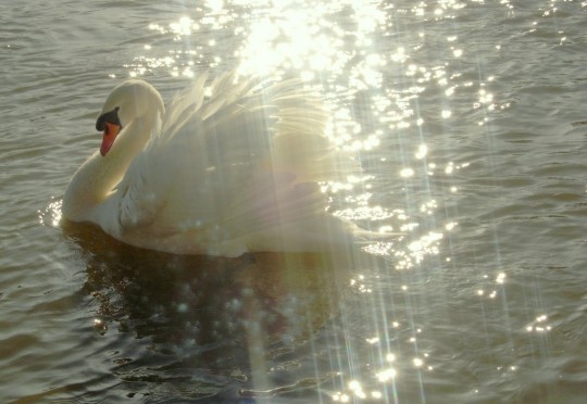 Superbes images d'oiseaux