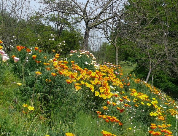 Paysages -Printemps -Eté