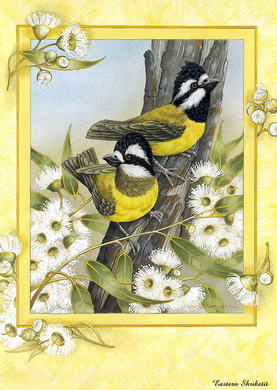 Superbes peintures d'oiseaux