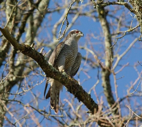 Superbes images d'oiseaux