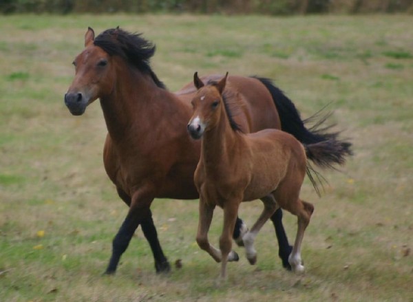 Belles familles