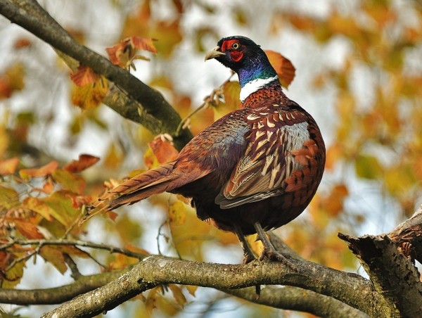 Superbes images d'oiseaux