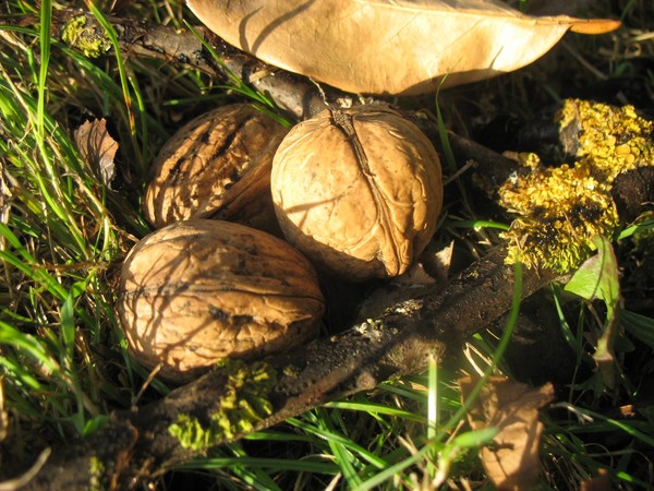 Couleurs et parfums d'Automne