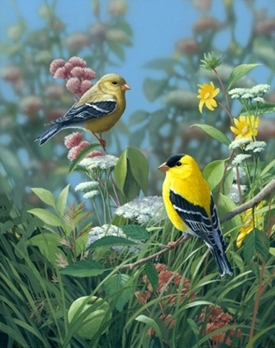 Superbes peintures d'oiseaux