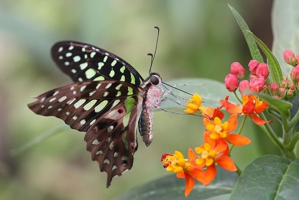 Superbes papillons