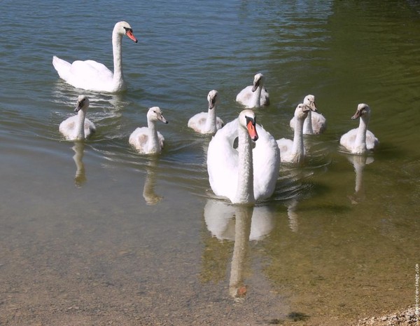 Belles familles