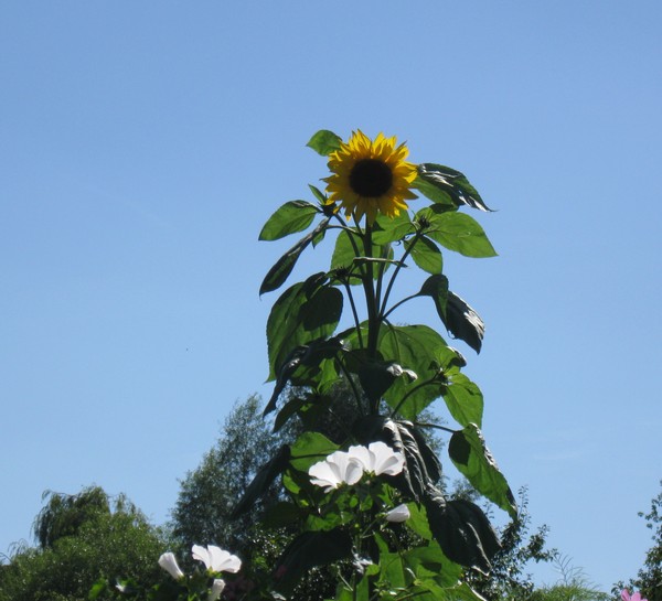 Amiens -Les hortillonnages