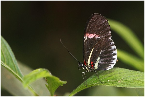 Superbes papillons