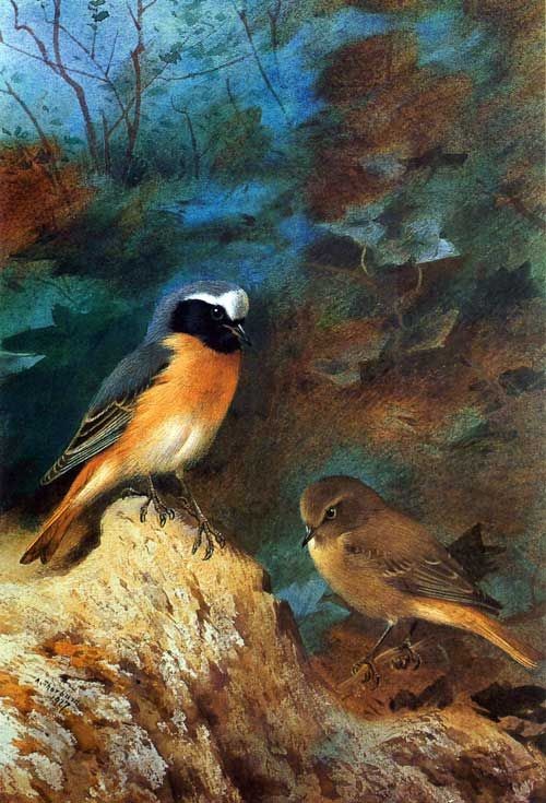 Superbes peintures d'oiseaux