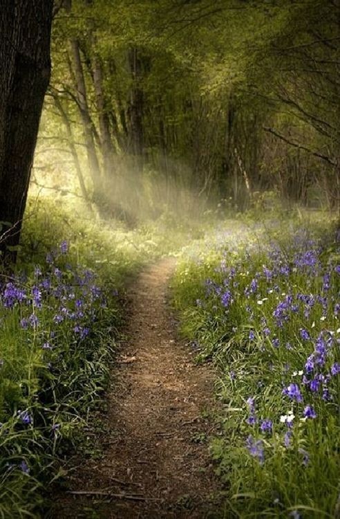 Sous bois au printemps