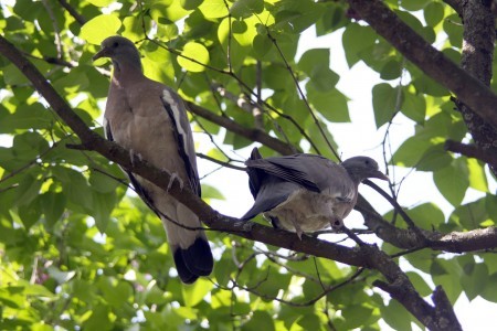 Superbes images d'oiseaux