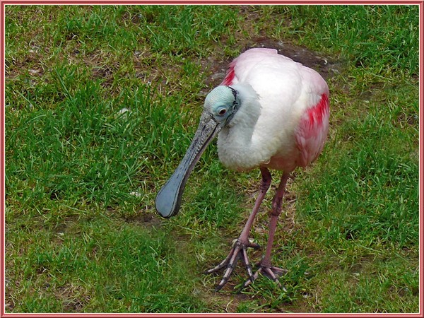 Superbes images d'oiseaux