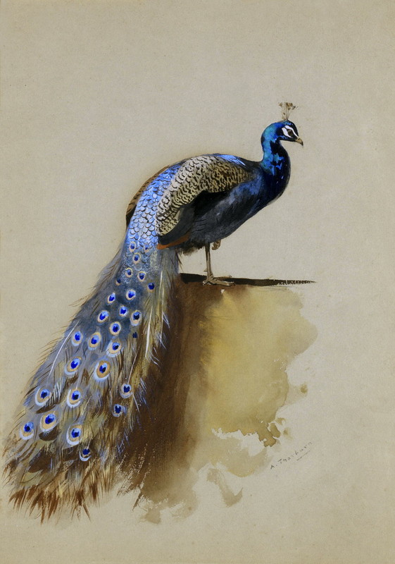 Superbes peintures d'oiseaux