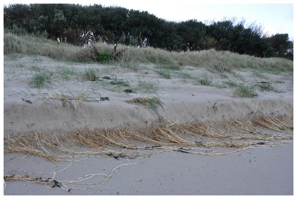 Plage de Basse Normandie (Manche)