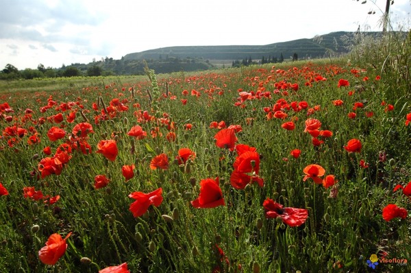 Paysages -Printemps -Eté