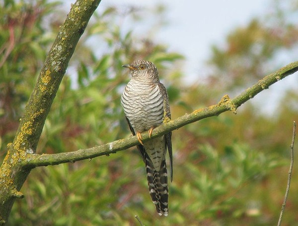 Superbes images d'oiseaux