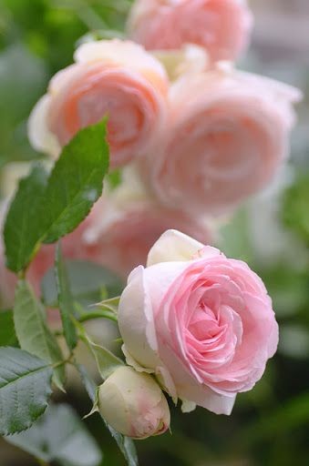 Que des belles roses!!