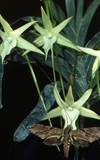 Fleurs d' Orchidées