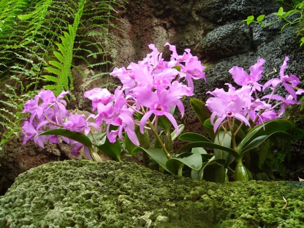 Fleurs d'Orchidées