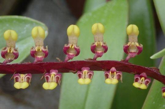 Fleurs d'Orchidées