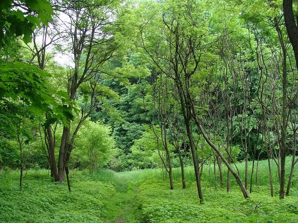 Paysages -Printemps -Eté