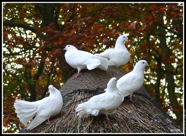 Superbes images d'oiseaux