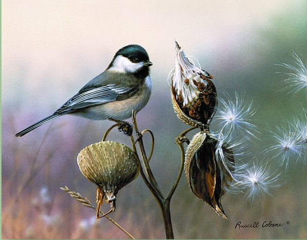 Superbes peintures d'oiseaux