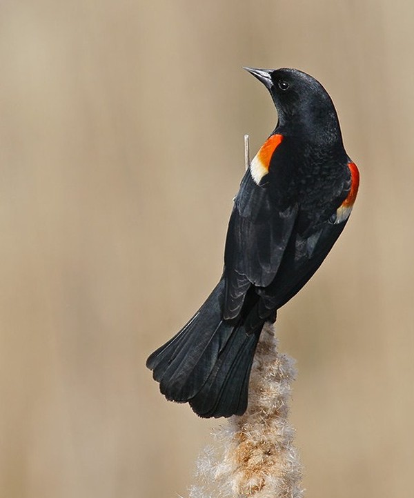 Superbes images d'oiseaux