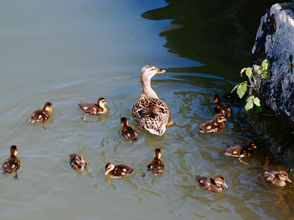 Superbe image d'oiseaux