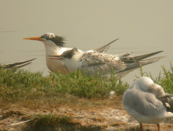 Superbes images d'oiseaux