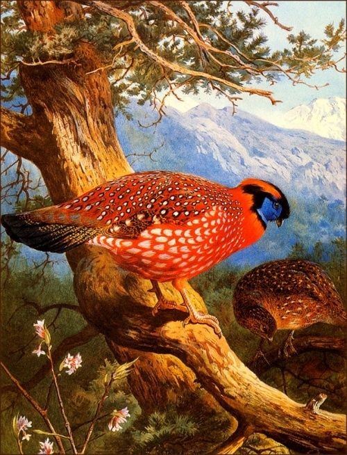 Superbes peintures d'oiseaux