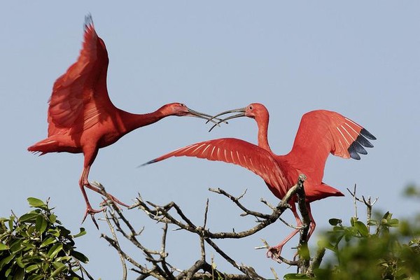 Oiseaux de Ego Guiotto