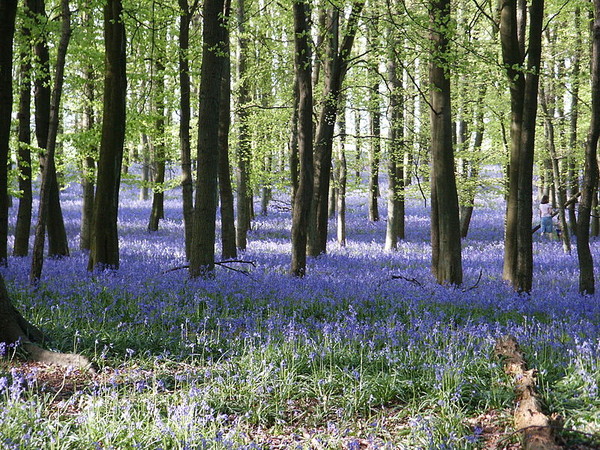 Sous bois au printemps