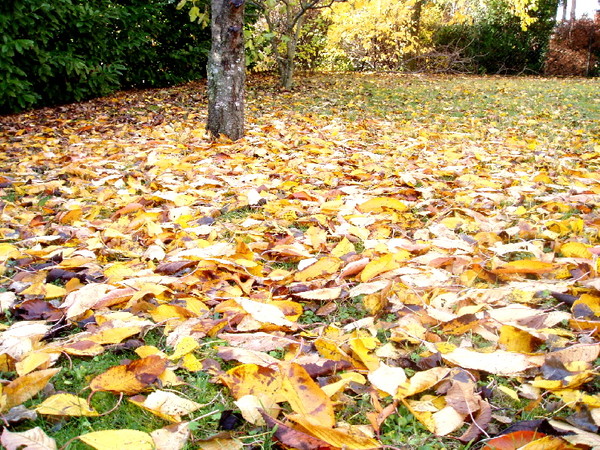 Couleurs et parfums d'Automne