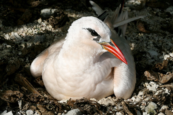 Superbes images d'oiseaux