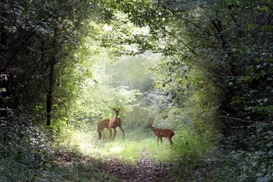 Paysages -Printemps -Eté