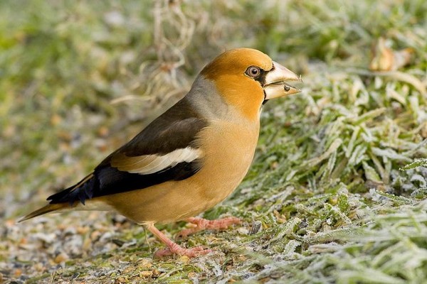 Superbes images d'oiseaux